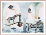 Am Hof des Zebras
